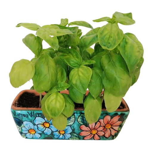 Mini rectangular planter. Little flowers. Vietri ceramic....