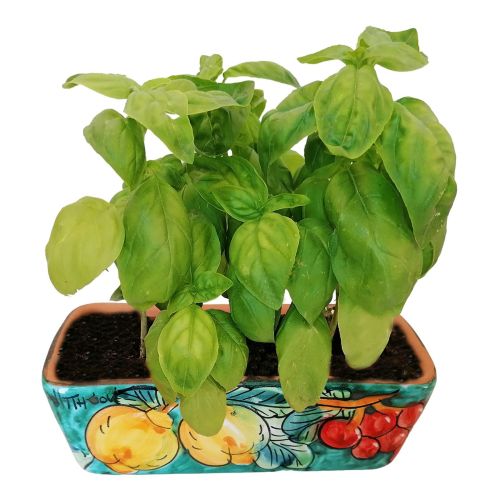 Mini rectangular planter. Lemons and grapes. Vietri ceramic. Hand-painted.