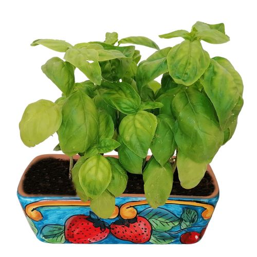 Mini rectangular planter. Strawberries. Vietri ceramic. Hand-painted.