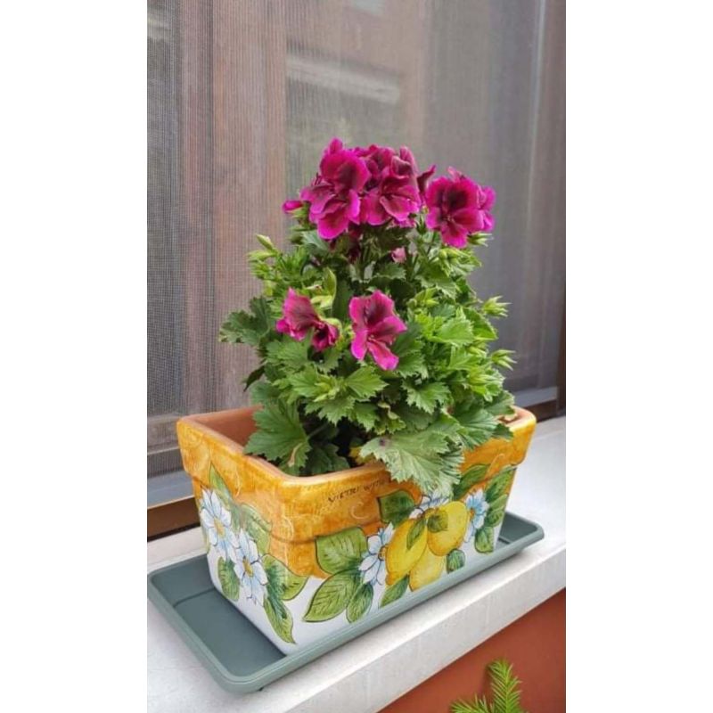 Jardinera rectangular -fondo naranja y limón