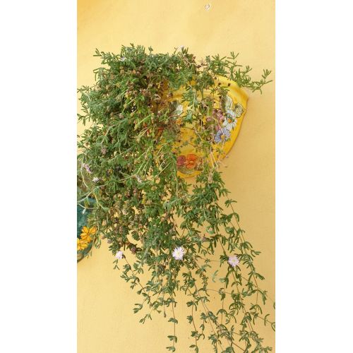 Plant basket wall mount yellow Background and Flowers Line. handpainted Vietri ceramic